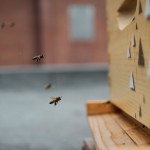 24 heures de science | Les abeilles : utiles et inspirantes!